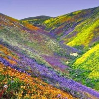 Dzukou Valley