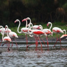 Lake Naivasha