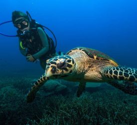 Tioman Island Scuba Diving