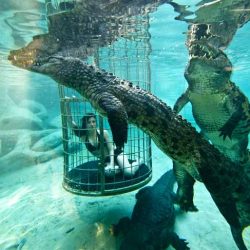 Crocodile Cage Diving