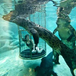 Crocodile Cage Diving