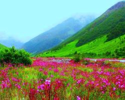 Valley of Flowers
